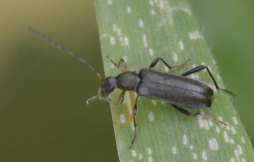 Grammoptera ruficornis